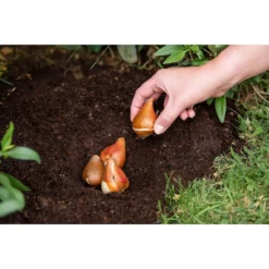 Westland Bulb Planting Compost - 20L 9 Westland Bulb Planting Compost - 20L -Garden Care Shop 12819355 9244869971373729