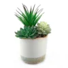 Dipped Ceramic Pot With Plant - Green -Garden Care Shop 12833692 1344872070198494