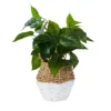Plant In Two Tone Basket - White & Natural -Garden Care Shop 12833704 1754831603452417