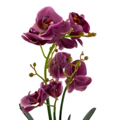 Orchid With Silver Glass Pot - Purple -Garden Care Shop 12879285 2084864281975504