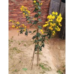 10 Pack Bamboo Canes - 0.9m/3ft -Garden Care Shop 12885362 8554952637996915