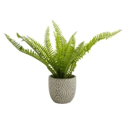 Maidenhair Fern In Ceramic Pot -Garden Care Shop 12890042 1544868121170856