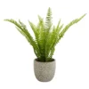 Maidenhair Fern In Ceramic Pot -Garden Care Shop 12890042 9354868121093234