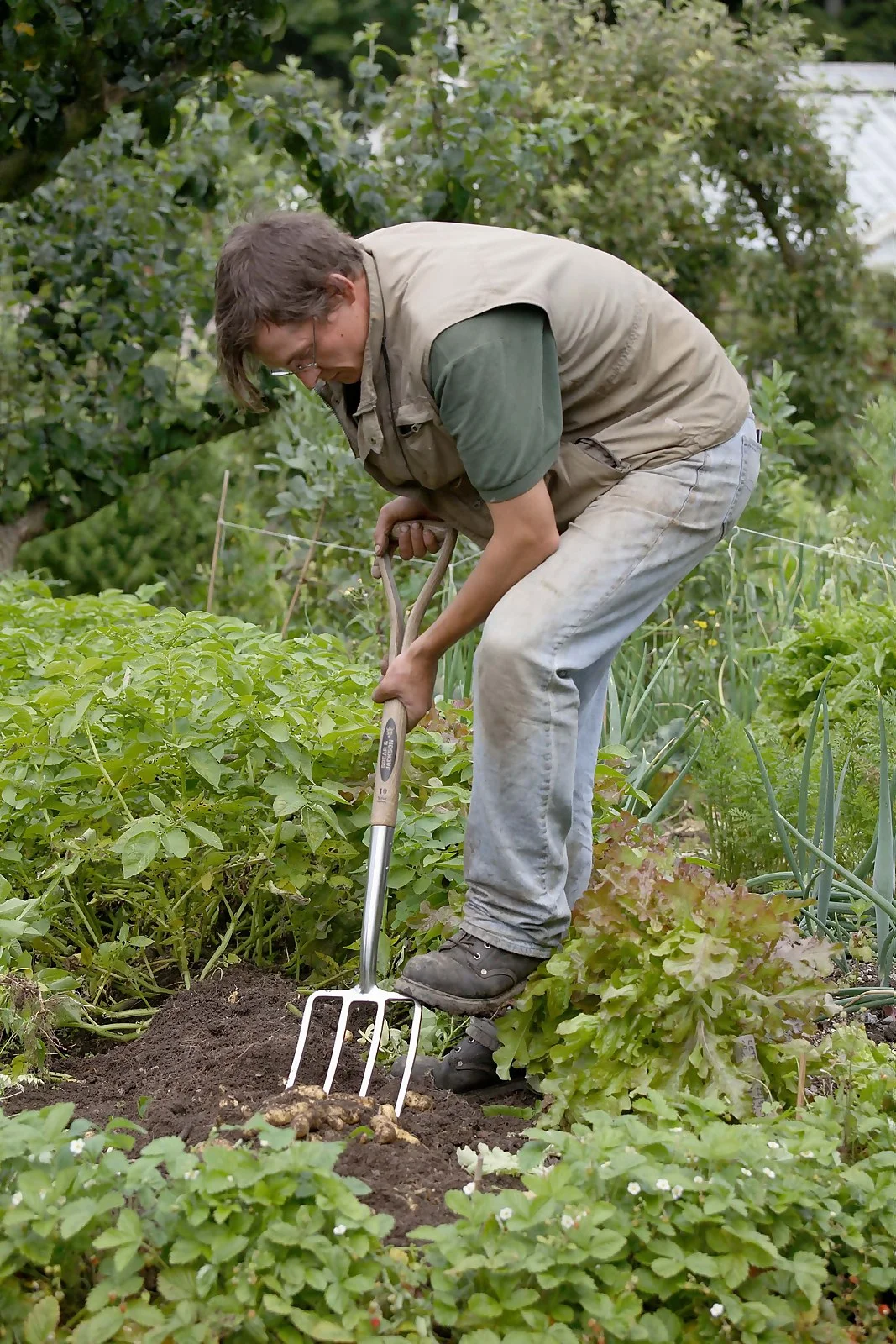 Spear & Jackson Traditional Stainless Digging Fork 6 Spear & Jackson Traditional Stainless Digging Fork - Image 4
