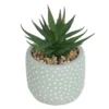 Small Succulent - Green -Garden Care Shop 12909501 1404869235473981