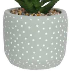 Small Succulent - Green -Garden Care Shop 12909501 1514869235621446