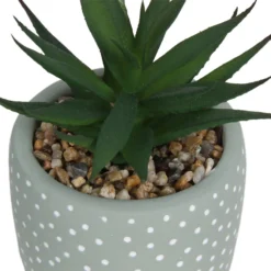 Small Succulent - Green -Garden Care Shop 12909501 2094869235594320