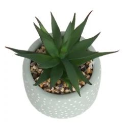 Small Succulent - Green -Garden Care Shop 12909501 6844869235562523