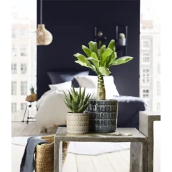 Scheurich Alma Blue Ceramic Pot - 12cm -Garden Care Shop 12912144 5774845867664998