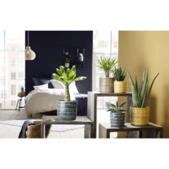 Scheurich Elna Yellow Ceramic Pot - 16cm 6 Scheurich Elna Yellow Ceramic Pot - 16cm -Garden Care Shop 12912158 7074845868108569