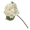 Hydrangea - Creamy Blush -Garden Care Shop 12913562 7914845851793924