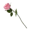 Rose - Light Pink -Garden Care Shop 12913565 1254845852030804