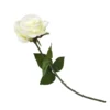 Rose - Cream 2 Rose - Cream -Garden Care Shop 12913569 1064845852001881