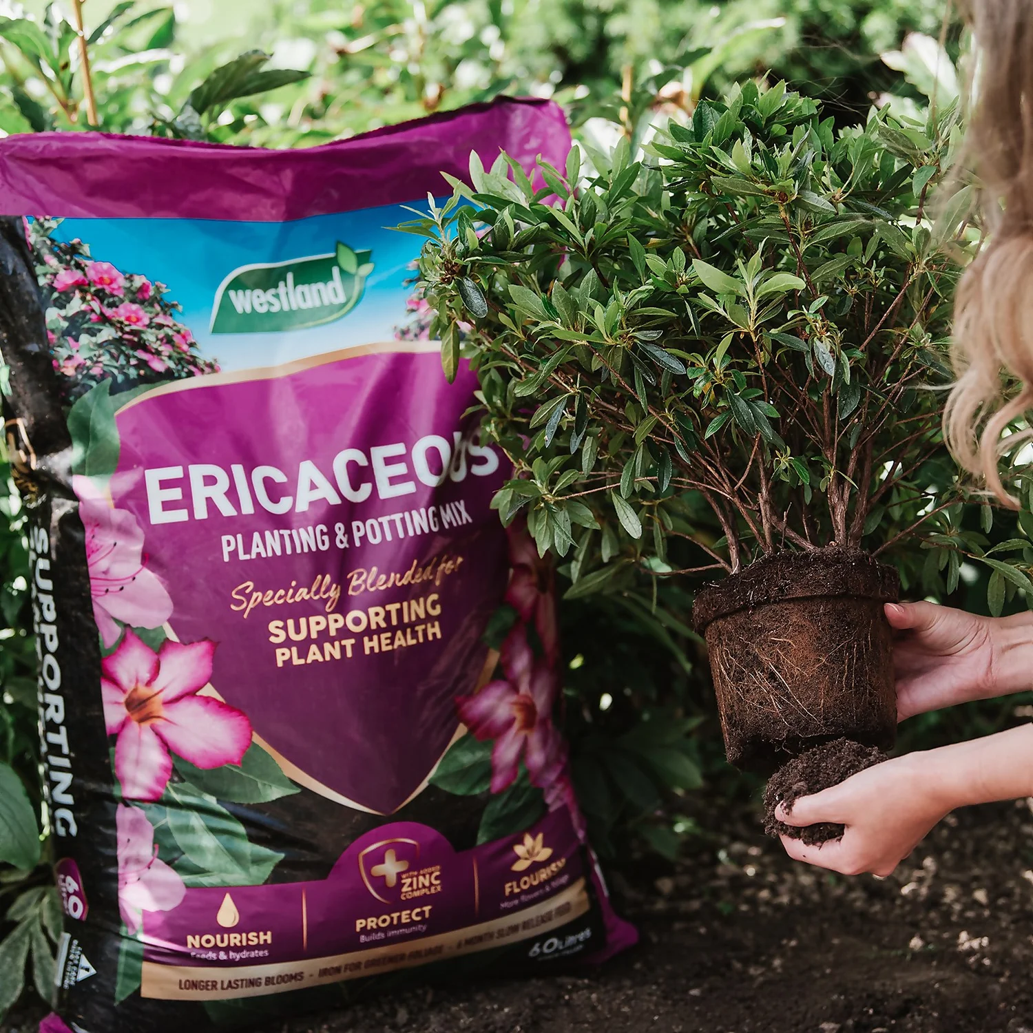 Westland Ericaceous Planting & Potting Mix - 50L 4 Westland Ericaceous Planting & Potting Mix - 50L - Image 2