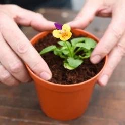 Coco & Coir Coco Grow+ Seed & Cutting Compost + 20% Perlite - 15L -Garden Care Shop 13487127 4074919980845315