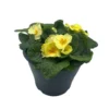 Ibiza Coloured Pot 21cm Primrose Spring 1 Ibiza Coloured Pot 21cm Primrose Spring -Garden Care Shop 13515395 9235029448337795