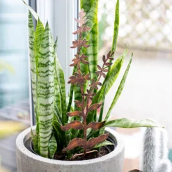 Floral Bronze Ground Stakes - 45cm (Assorted Designs) 17 Floral Bronze Ground Stakes - 45cm (Assorted Designs) -Garden Care Shop 13981009 1695005324721013